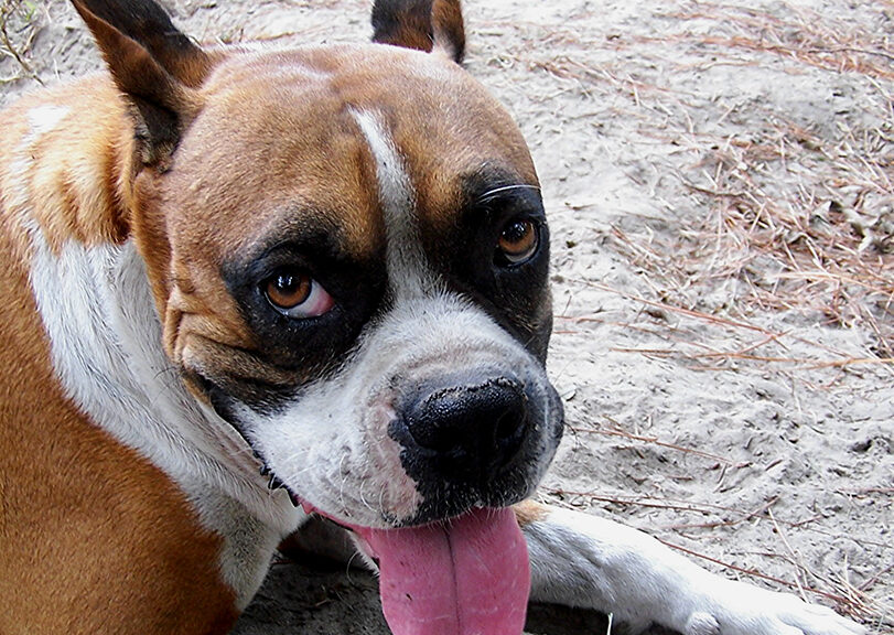 vår hund får bra hjälp hos vetvet